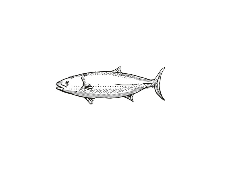 Kingfish New Zealand Fish Cartoon Retro Drawing by Aloysius Patrimonio ...