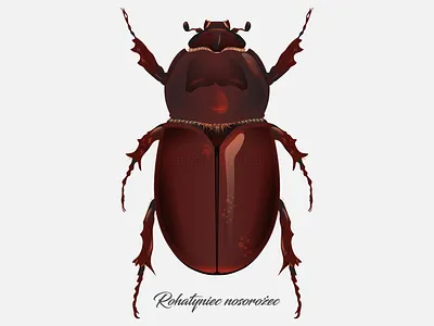 Oryctes nasicornis bug illustration illustrator vector