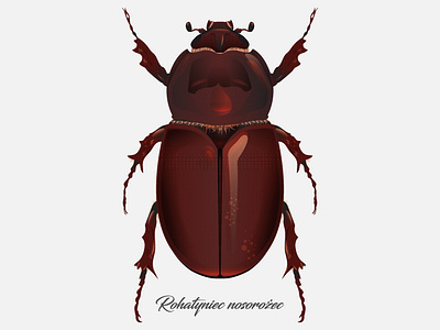 Oryctes nasicornis bug illustration illustrator vector