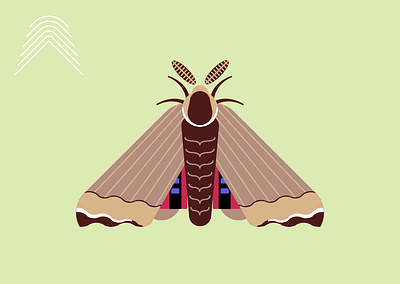 SPHINX moth sketch sphinx vector