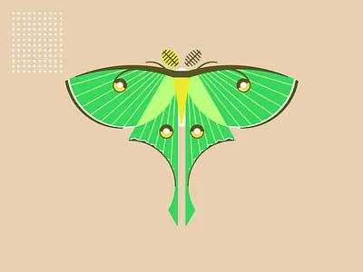 LUNA luna moth sketch vector