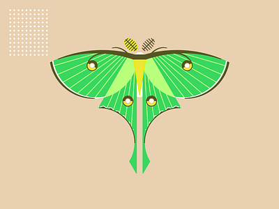 LUNA luna moth sketch vector