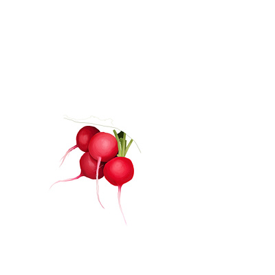 Radish art cooking design etsy food foodillustration green illustration radish red vegetable