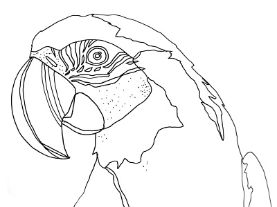 Parrot beak bird black and white line line drawing parrot