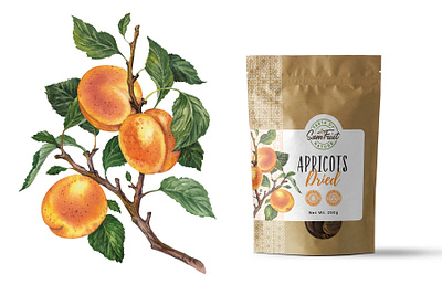 Dried fruits packaging serie - apricots apricot drawing illustration kraft organic vintage watercolor