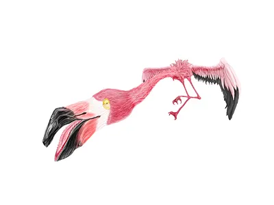 Flamingo Illustration adobe illustrator adobe photoshop animal art bird detail flamingo illustration pinky