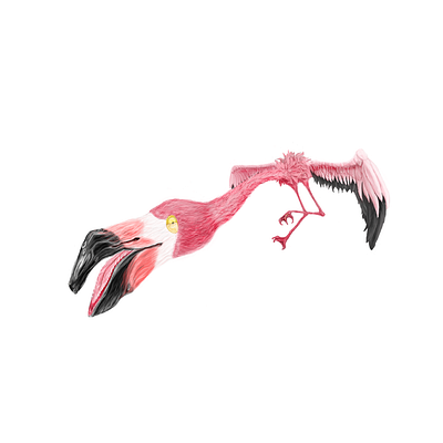 Flamingo Illustration adobe illustrator adobe photoshop animal art bird detail flamingo illustration pinky