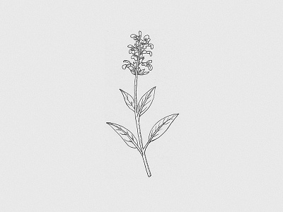 Floral — Illustration 2d art artist artwork bitmap branding calligraphy clean craft design floral flower graphics hand drawn handmade illustration minimal nature outline
