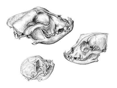 D O G S K U L L S dog drawing illustration skulls