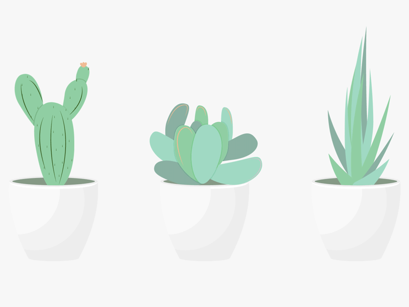 Succulents Animation animation cactus gif plants succulents