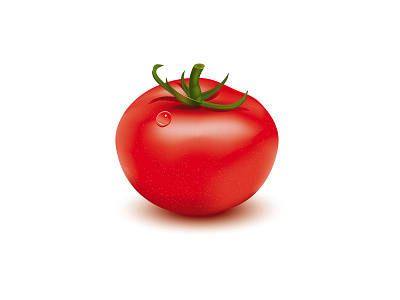 Tomato design illustration illustrator tomato vector vegetable