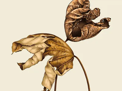 Fall Leaves autumn botanical botanical art illustration procreate