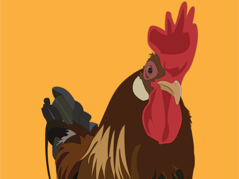 Example of Rooster illustration from a photo I took at the NC State Fair