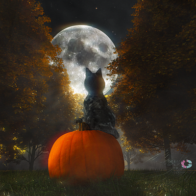 Cat sitting on a pumpking in a spookiy forest