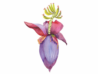 A large purple banana flower full of fruits design hand drawn illustration tropical watercolor