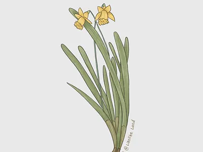 Ephemeral plant digitalart editorial ephemeral graphicdesign illustration plantdrawing procreate sticker