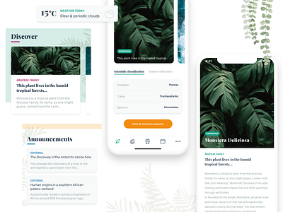 [ui] Plant app concept - monstera deliciosa app clean ui design flat icon illustration illustrations minimal monstera nature plants ui ux whitespace