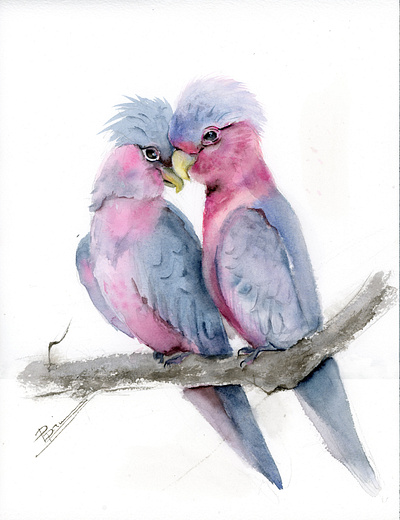 Birds in love - watercolor painting bird art bird illustration birds galah love painting parrots pink tenderness watercolor watercolor art watercolor illustration watercolor painting watercolour