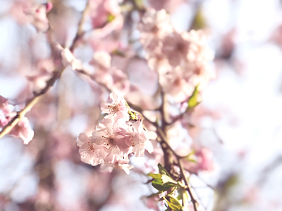 Blossoms blossoms nature spring