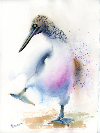 Blue-footed booby aquarell aquarelle bird bird art blue funny bird painting pink watercolor watercolor art watercolor illustration watercolor painting watercolour