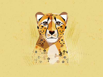 Cheeta africa animal cat cheetah color cool eyes illustration kids safari vector