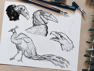 Sketches: Birds 1 art birds drawing illustration lineart nature sketch sketchbook sketches