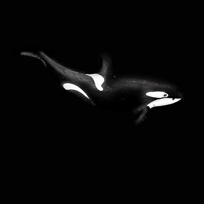 Orca illustration animal illustration killer whale orca procreateapp sketch