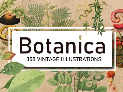 300 Vintage Botanical Illustrations art bonati botanic botanical botanical art botanical illustration botanicals botany design easy to use flower flower art graphic design illustration illustrations image natual nature plant plant illustration