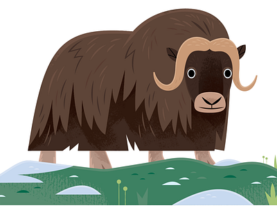 Musk Ox animals design illustration nature science vector wildlife