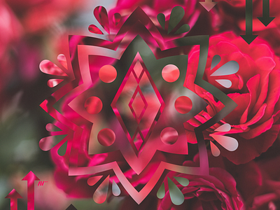 🌹 arrow circle color contrast design flower graphic photography pretty rose shapes