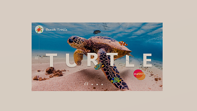 Beach Trails beach design illustration minimal photography ui ux vacation web website