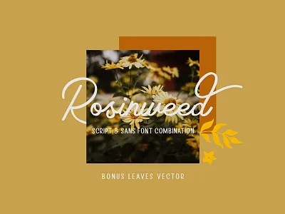 Rosinweed Font branding elegant font graphic design hand lettering illustration lettering logo typography