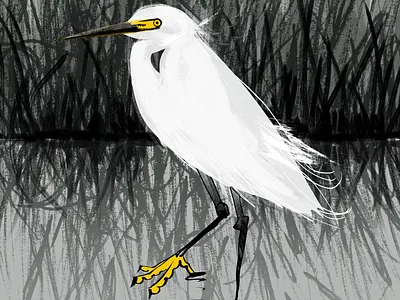 Snowy Egret beak bird birds character egret feather feathers gray heron interpretive nature plumage protected species reflection snowy snowy egret white yellow