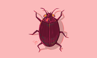 Beetle beetle digital illustration insect procreate