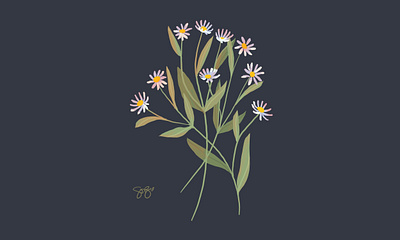 Alpine Asters botanical digital illustration floral art illustration procreate