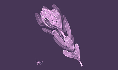 Purple Protea botanical digital illustration floral art illustration painting procreate protea