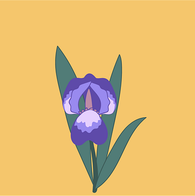 Iris design drawing flower graphic illustration illustrator iris plant plants vector