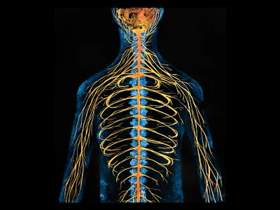 EVERYTHING'S CONNECTED — Nervous System acrylic paint brain concept art human body illustration macrocosm medical microcosm nervous system painting spinal spinal fluid universe