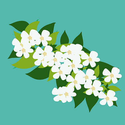 Jasmine design drawing flower flowers graphic illustration illustrator jasmine plant plants vector