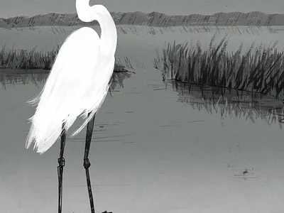 Great Egret beak bird birds birds of the bay conservancy conservation egret feather grass grayscale great great egret great white hills legs nature preserve protection reflection yellow
