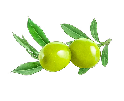 Olives for Zeta pacage. oil olives