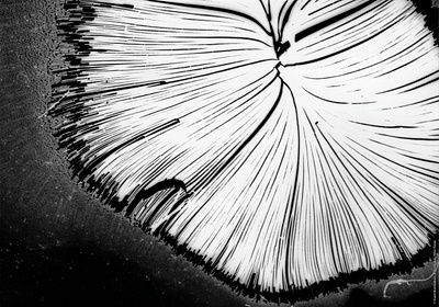 Silver experiments [10] argentic argentique black and white desin experimental farjas felix graphic design photography silver