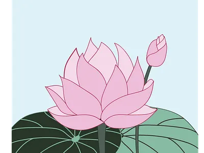 Lotus design drawing flower flowers graphic illustration illustrator lotus lotus flower plant plants vector