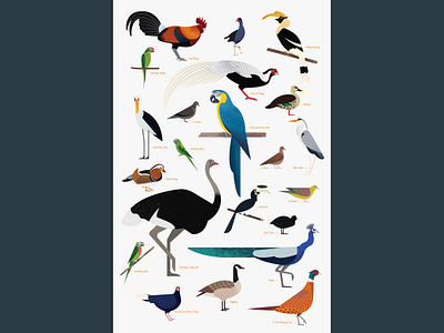 Birds animal artwork bird character drawing illustration nature wildlife