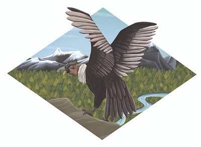 Andean Condor andean animal animals art bird birds children art children book illustration condor environment art illustration mountains nature south america valley