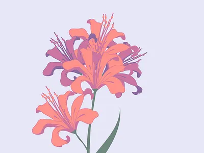 Nerine design drawing flower flowers graphic illustration illustrator nerine plant plant illustration plants vector