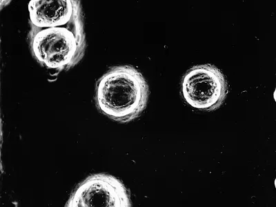 Silver experiments [19] argentic argentique black and white desin experimental farjas felix film graphic design photography print silver