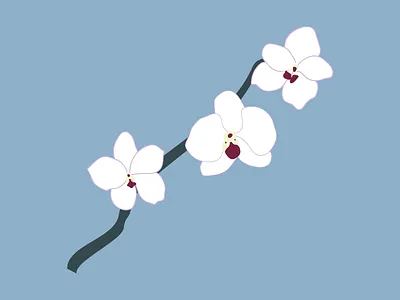 Orchid design drawing flower flowers graphic illustration illustrator orchid plant plants vector