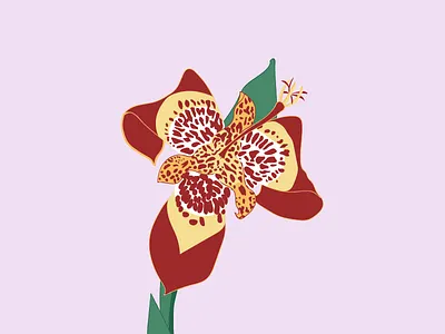 Pavonia (tigridia) design drawing flower flower illustration flowers graphic illustration illustrator pavonia plant plant illustration plants vector