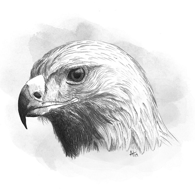 Eagle bird bird of prey drawing eagle pencil drawing